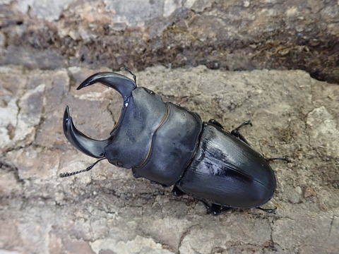 ミラグレ73.5　2