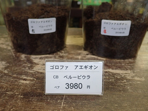 アエギオン