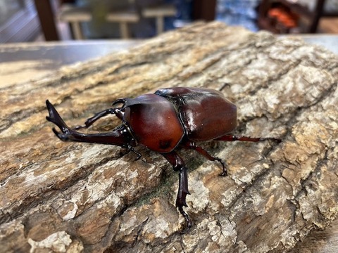 beetle-20240320