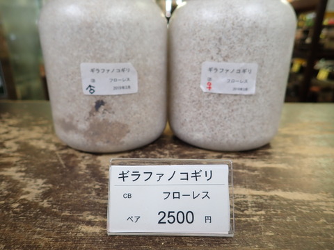 ギラファノコ