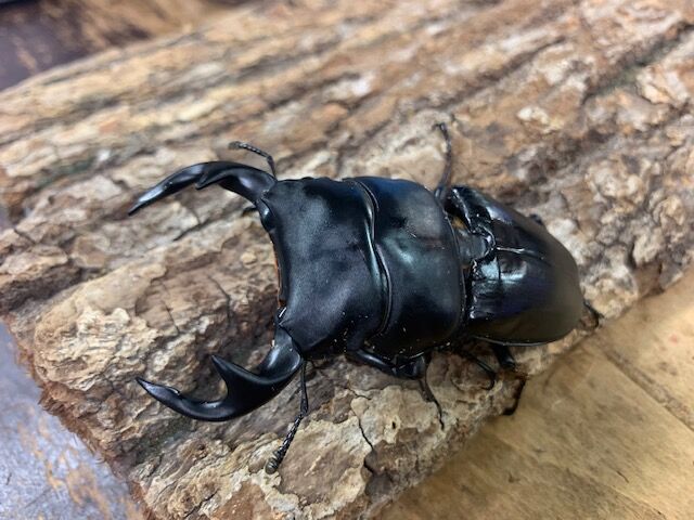 入荷！ : カブトクワガタ☆GLOBAL