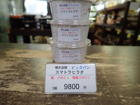 ビックバン96ミリ3頭