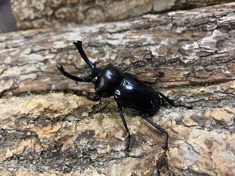 niziiro-shi-20230216