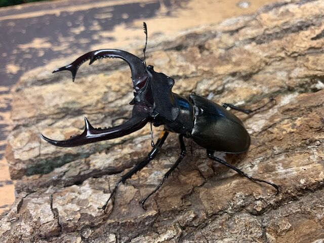 ミヤマ : カブトクワガタ☆GLOBAL