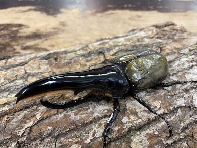 極太血統ヘラクレスヘラクレス : カブトクワガタ☆GLOBAL