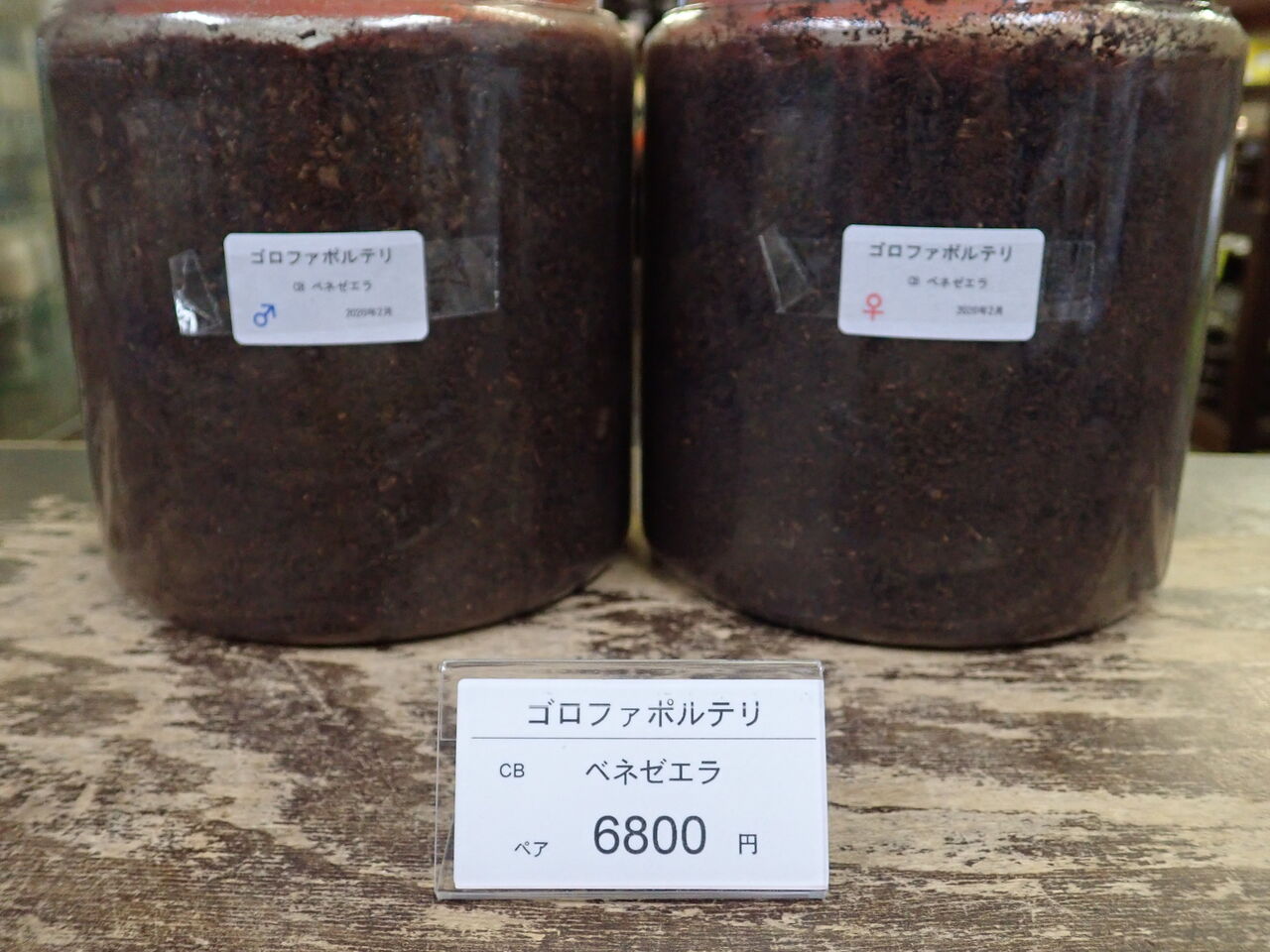 年11月 カブトクワガタ Global