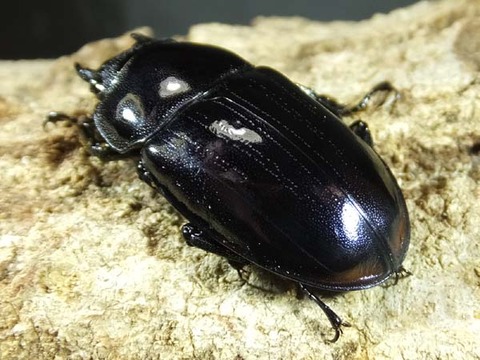 black-hasutato-f-mon-4