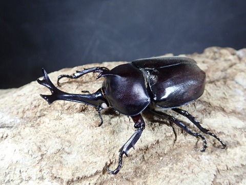 beetle0622