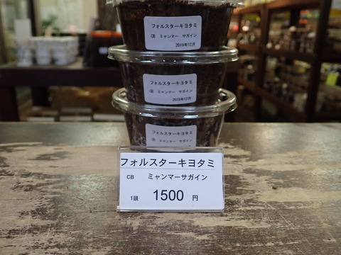 キヨタミ