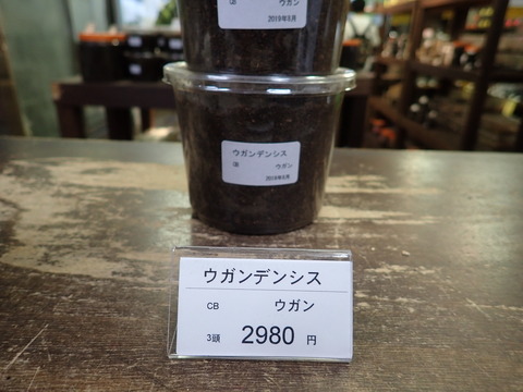ウガン