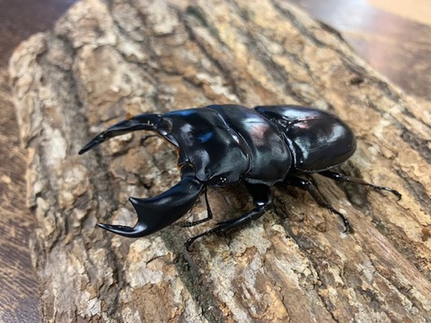 indoantesadhia-20260204