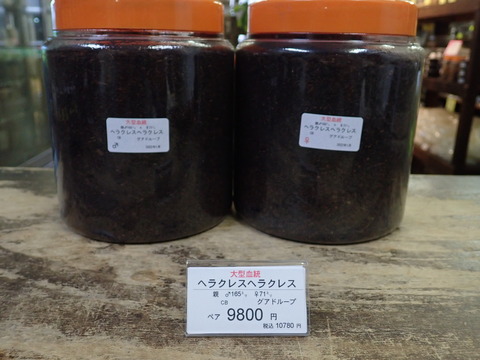 大型ヘラクレス３令ペア