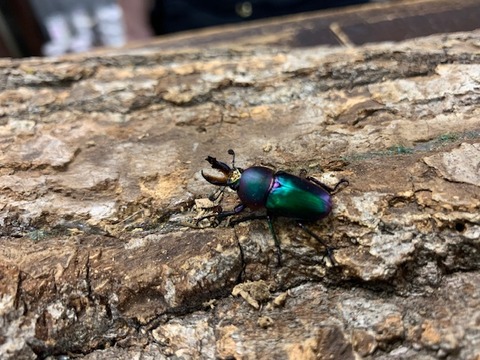 papukinmazyora-20230826