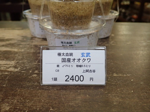 極太玄武