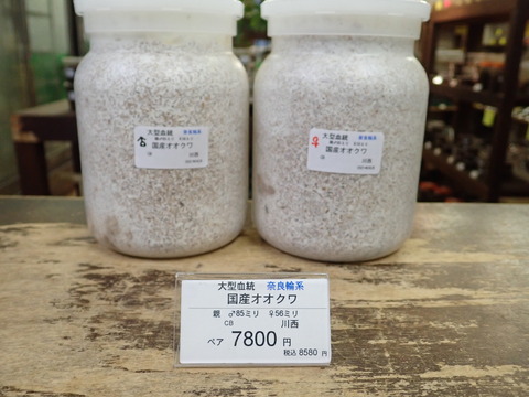 奈良輪ペア