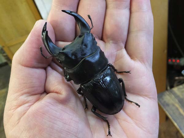 レッドアイ血統】国産オオクワガタ（能勢産）68mmペア【新成虫