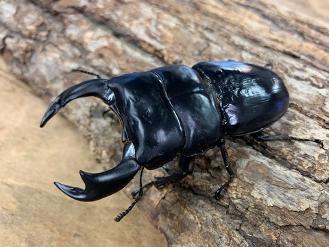 danpu84-20260723