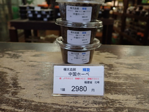 輝龍