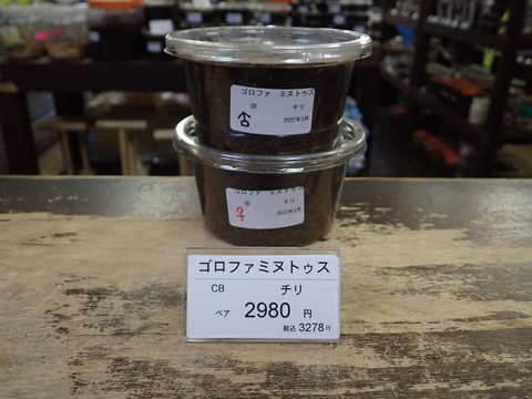 ミヌトゥス