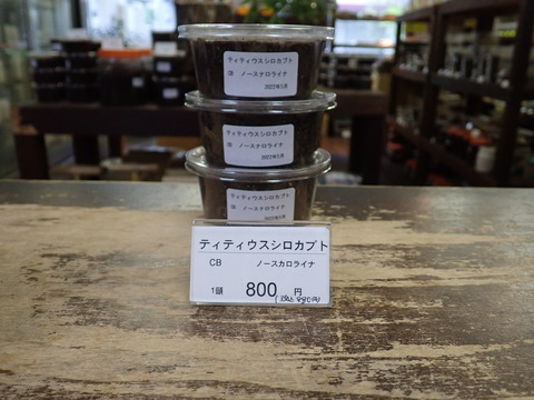 ティティウス