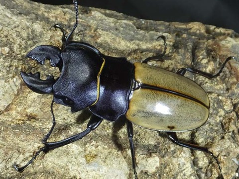 527-カステルナウディ