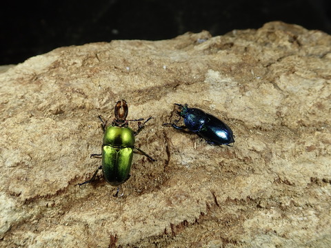 ノーマル♀ブルー