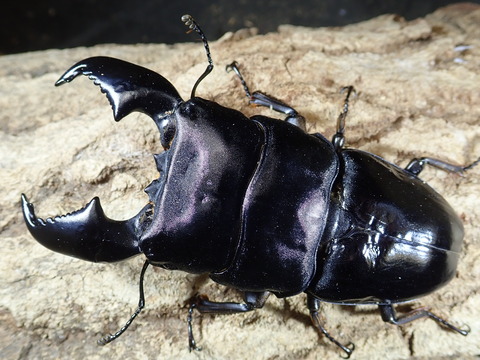 ビックバーン97.5