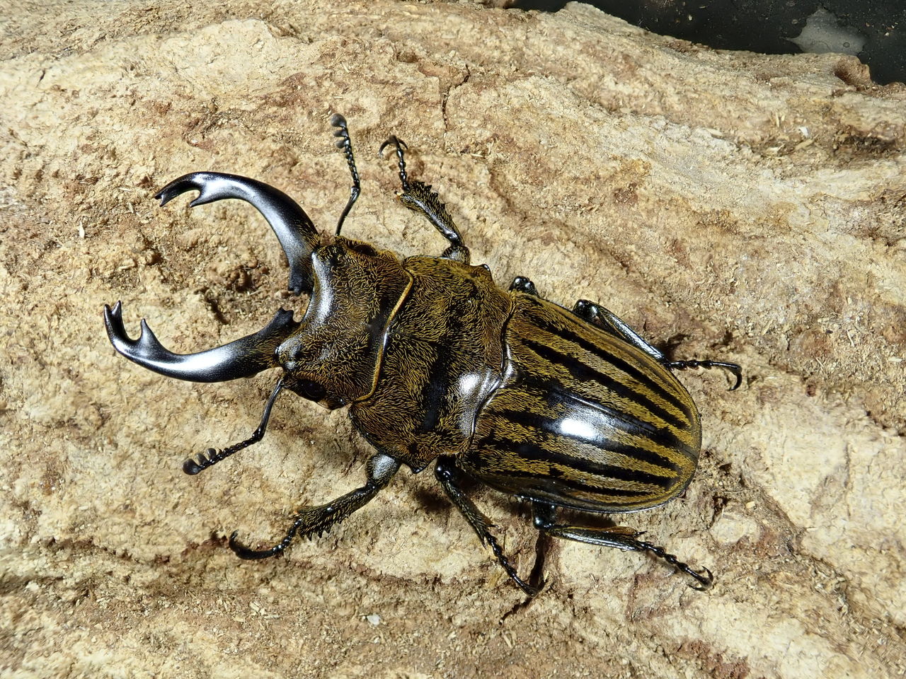 フィリピン、インドネシア、ワイルド便!! : カブトクワガタ フィリピン、インドネシア、ワイルド便!! : カブトクワガタ