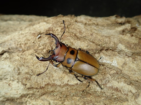 グラディアトール