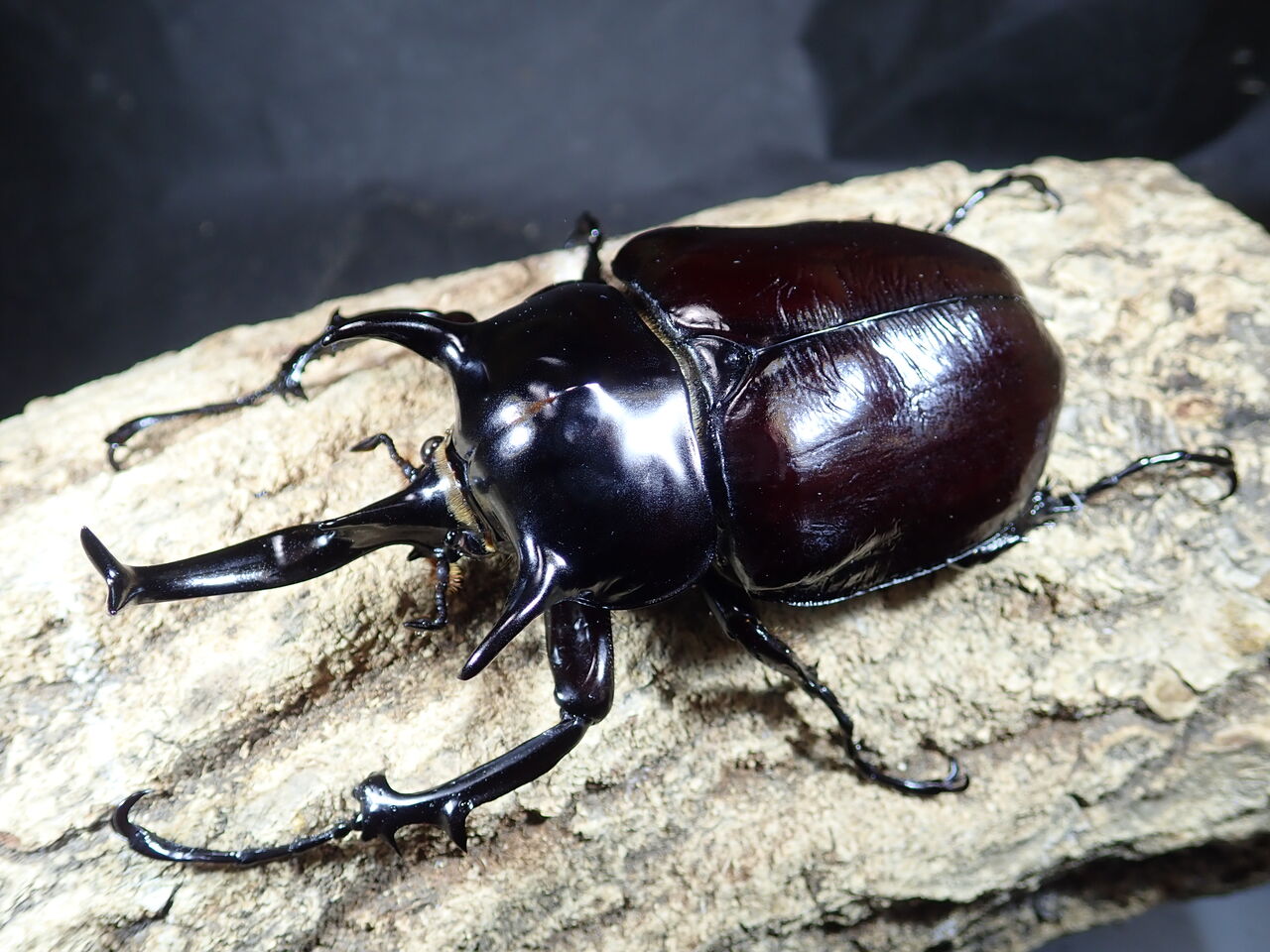 巨大 マルスゾウカブト 標本 128mm