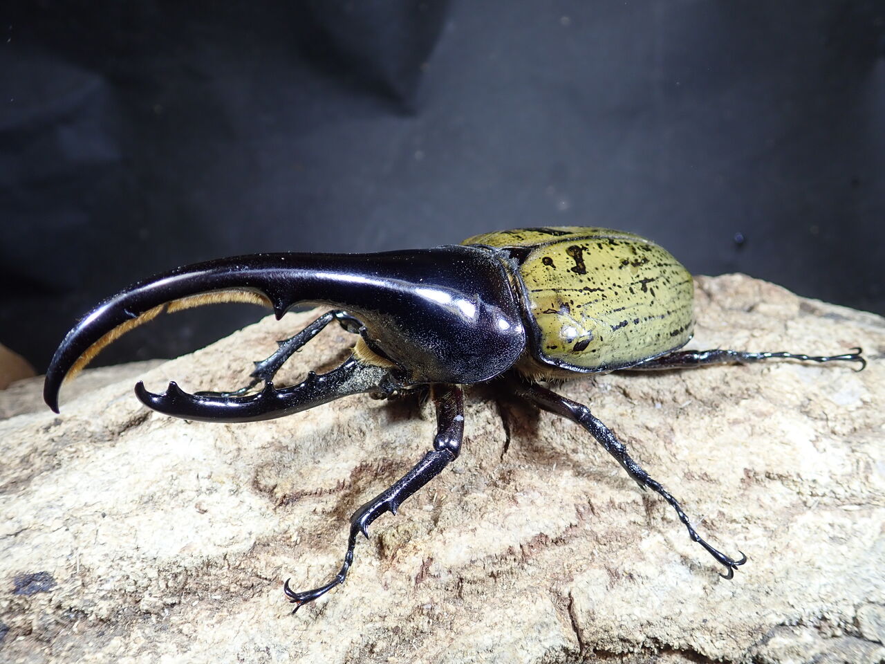 外国産カブトムシ ヘラクレス5