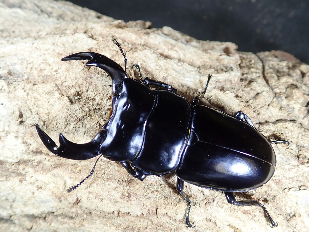 【Heroes】 モンガル　アンタエウス　(1)