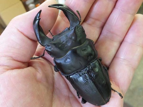 kuronotakumi78-150-4