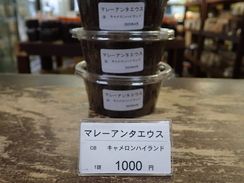 マレーアンテ