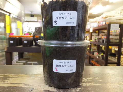 ホワイトアイカブト