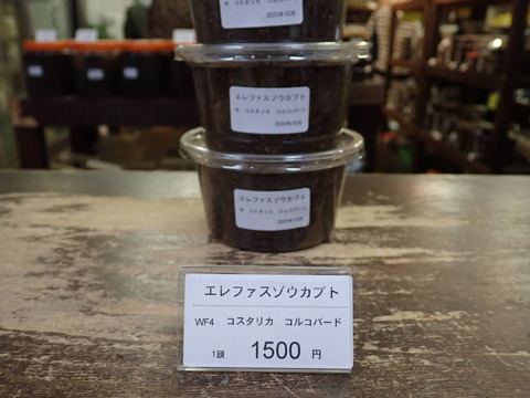 エレファス