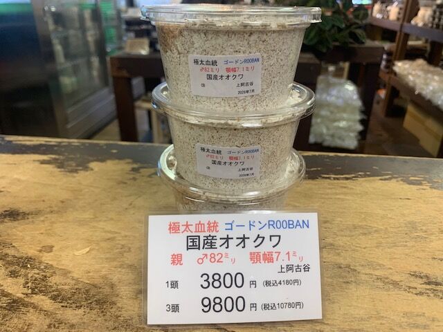 再入荷！ : カブトクワガタ☆GLOBAL