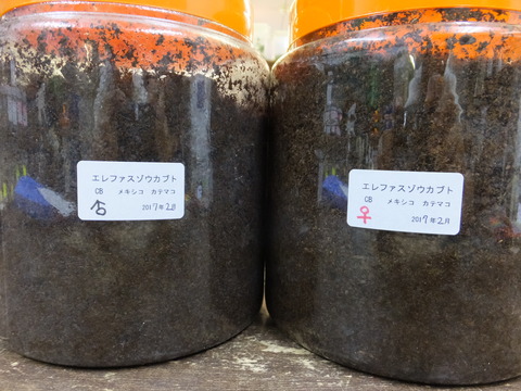 エレファス
