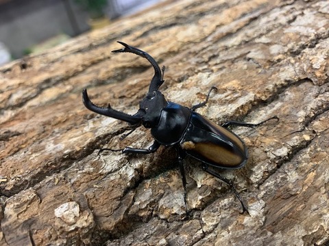 boireausika-20251001