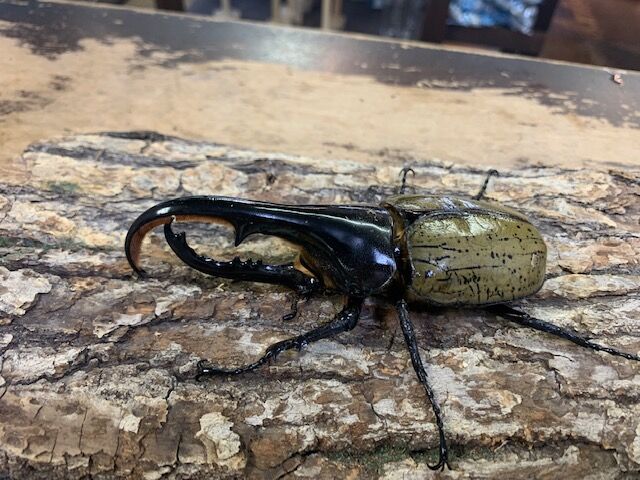 外国産カブトムシ : カブトクワガタ☆GLOBAL