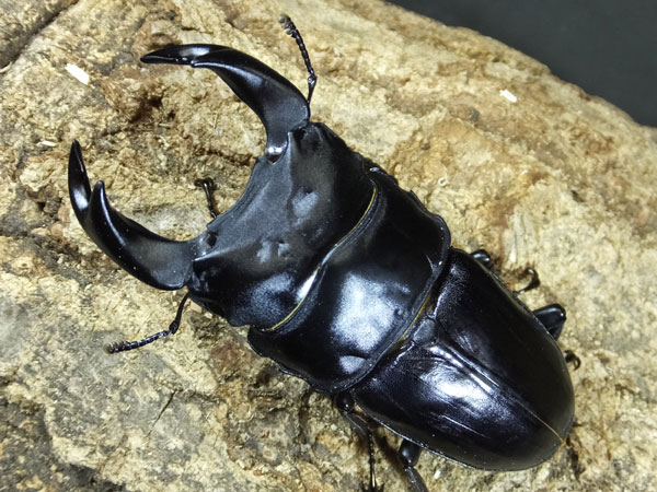 ①極太GORDON-R血統種親７８ｍｍ×５１ｍｍの仔　２令幼虫３頭の出品