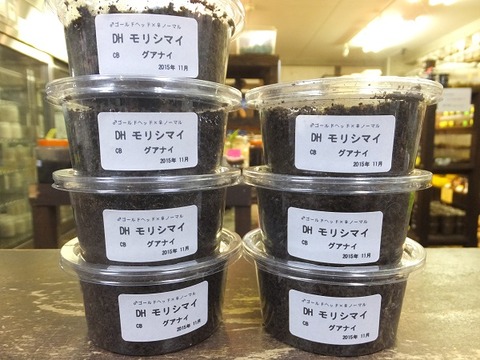モリシマイ