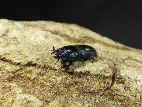 ラエビコリスツノヒョウタン