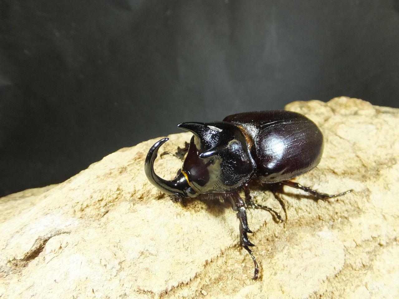 レア カブトクワガタ Global