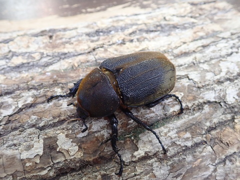 ♀単
