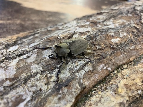 munisuzetti31-20230324