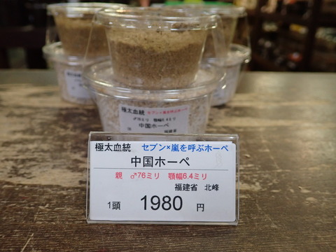 ホーペセブン嵐