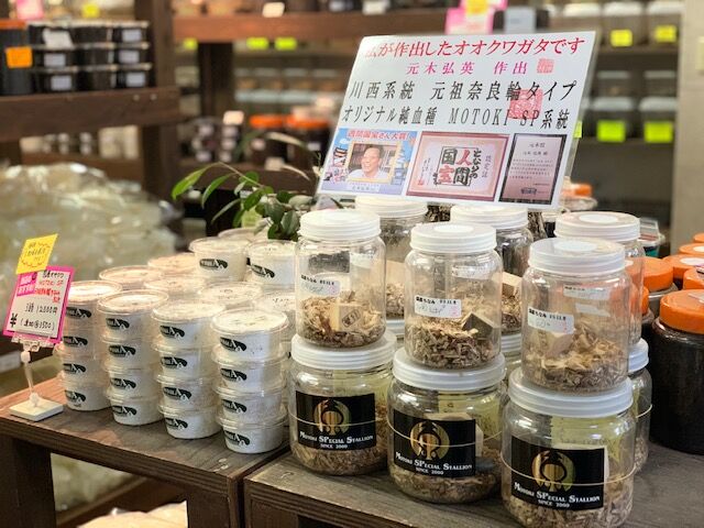 元木氏作出成虫＆幼虫 : カブトクワガタ☆GLOBAL