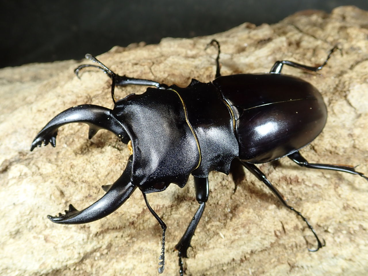19年05月 カブトクワガタ Global 19年05月 カブトクワガタ Global
