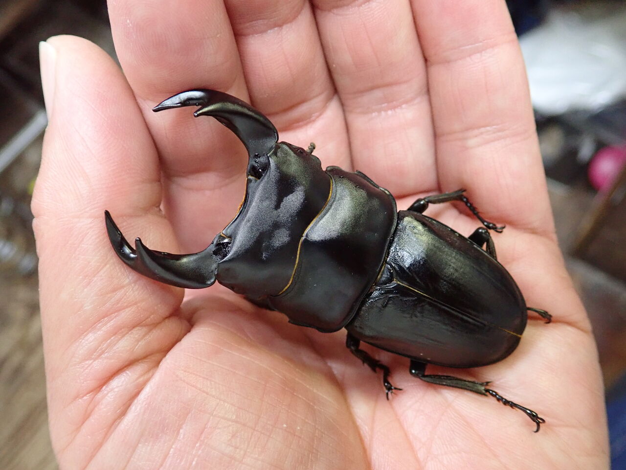 国産オオクワ カブトクワガタ Global